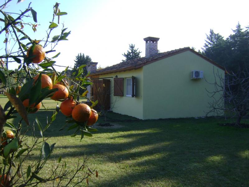 Ciprés 