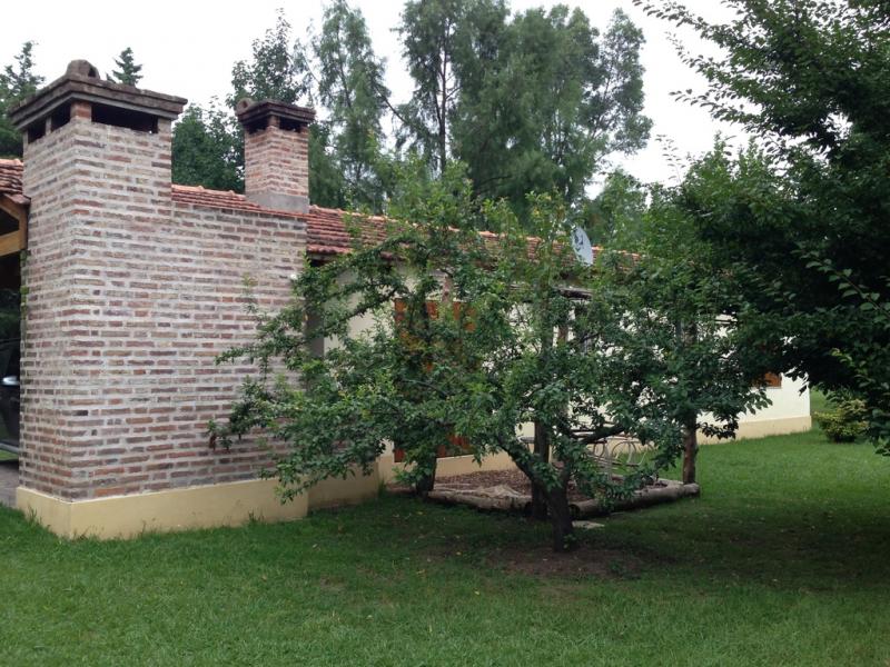 Liquidambar 